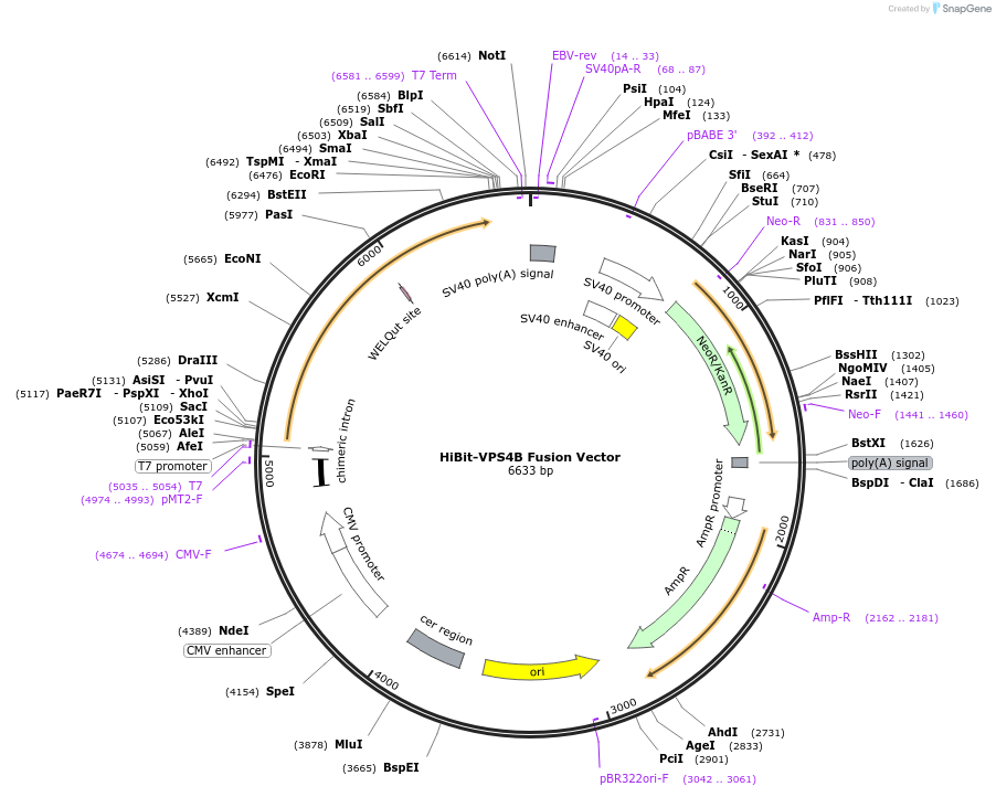 236893-plasmid-map-sequence-id-472424