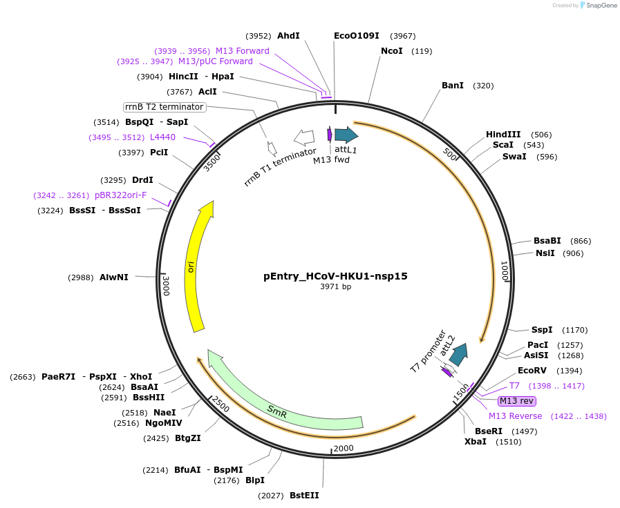 168900-plasmid-map-sequence-id-472426