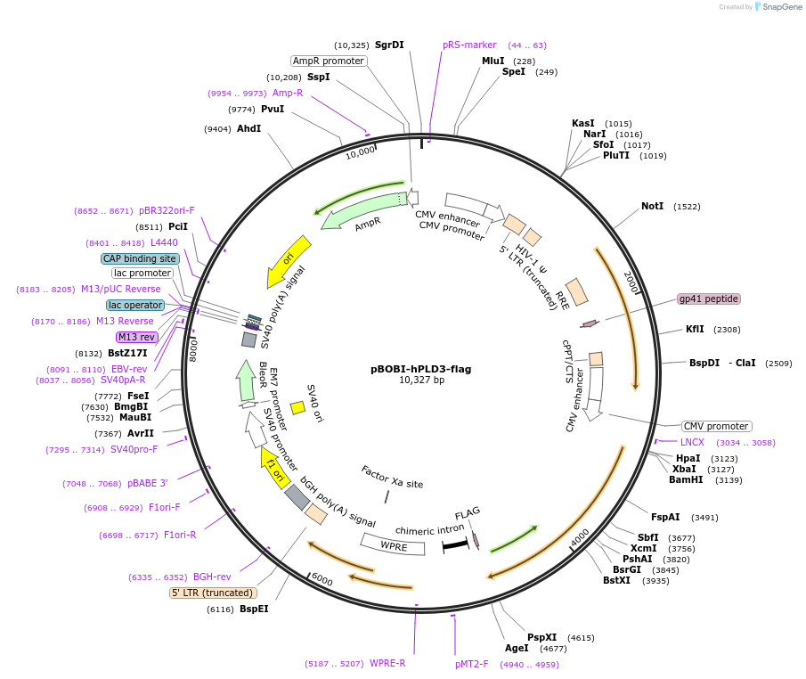 222640-plasmid-map-sequence-id-472427