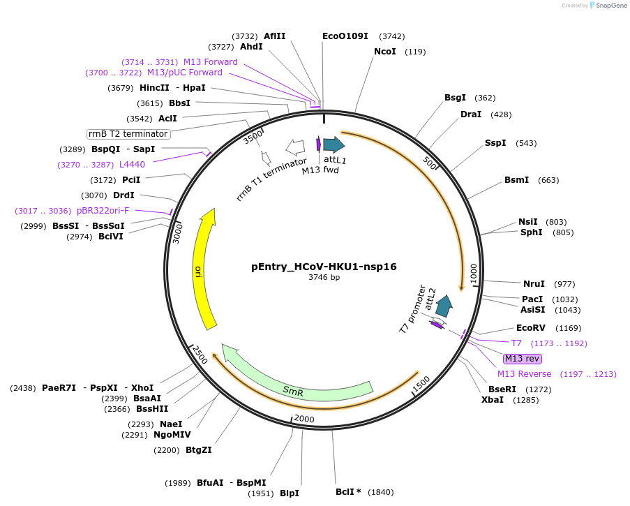 168901-plasmid-map-sequence-id-472430