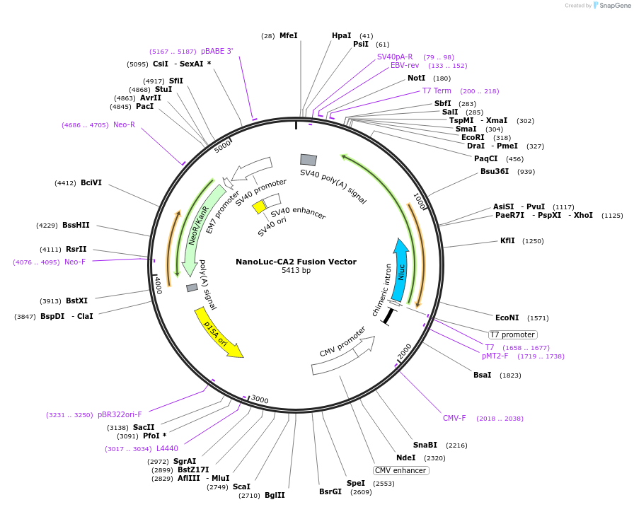 237187-plasmid-map-sequence-id-472431