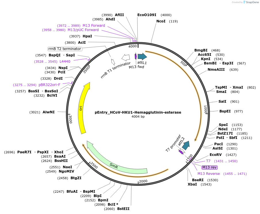 168902-plasmid-map-sequence-id-472432