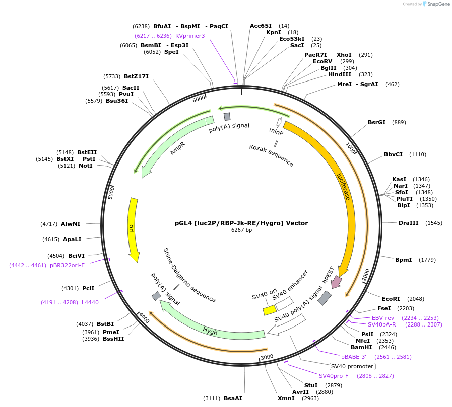 236804-plasmid-map-sequence-id-472435