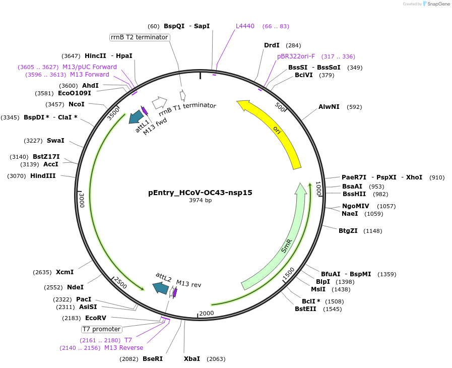 168940-plasmid-map-sequence-id-472436