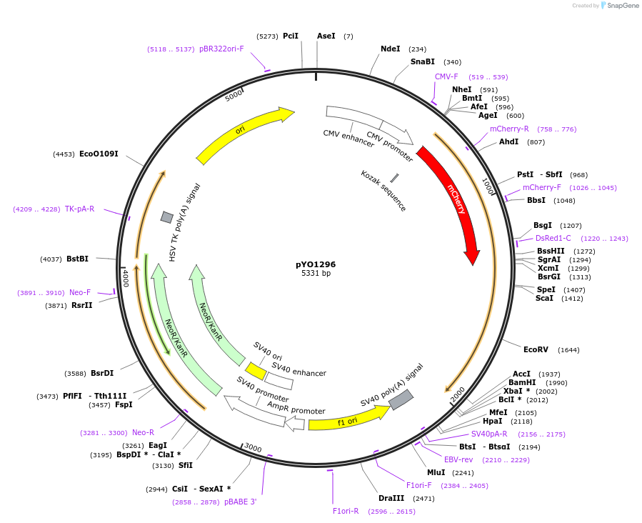 235710-plasmid-map-sequence-id-472437