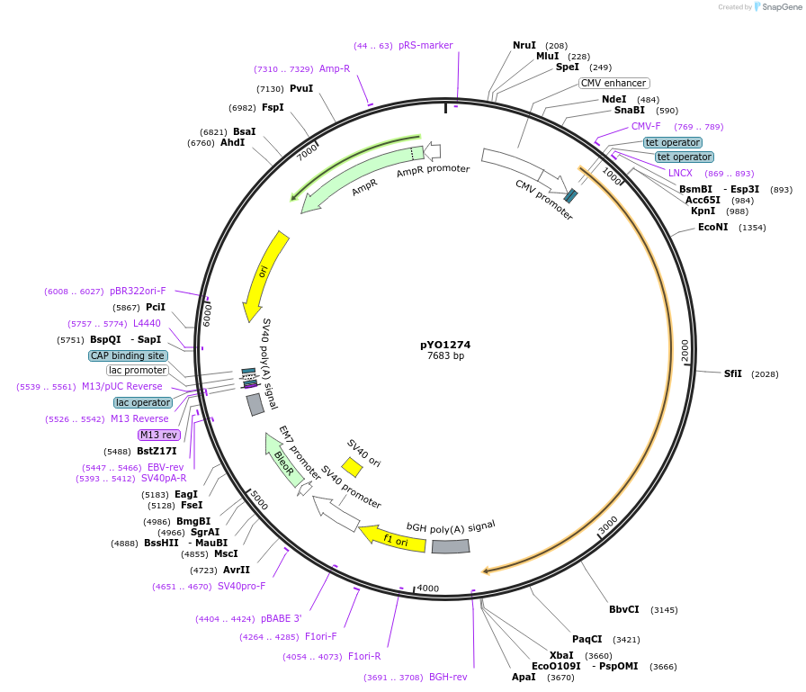 235709-plasmid-map-sequence-id-472438