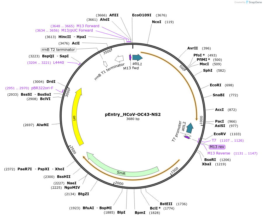 168942-plasmid-map-sequence-id-472440