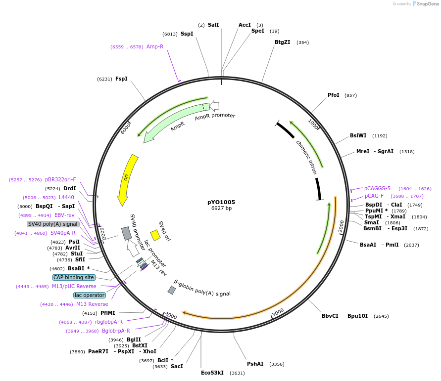 235702-plasmid-map-sequence-id-472442