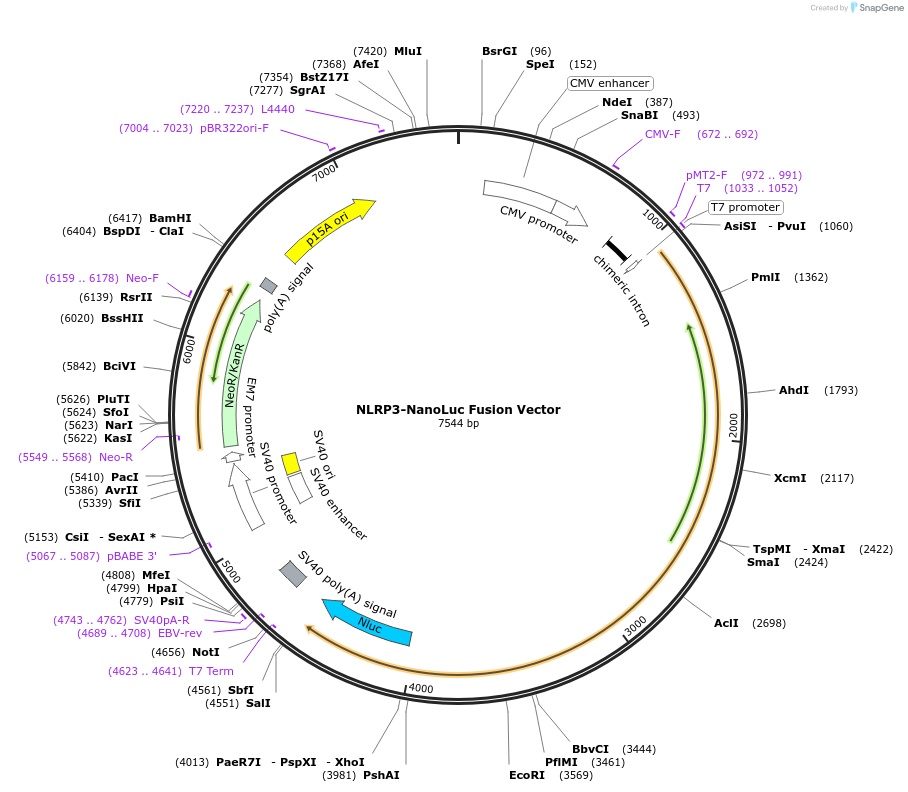 237189-plasmid-map-sequence-id-472444