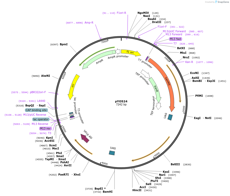 235744-plasmid-map-sequence-id-472445