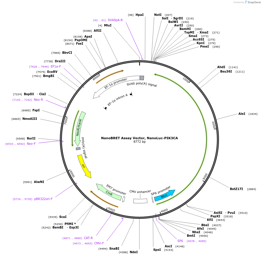 236855-plasmid-map-sequence-id-472446