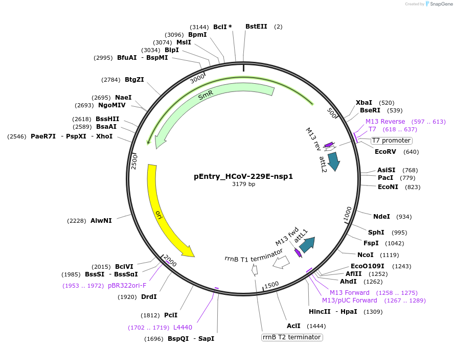 168952-plasmid-map-sequence-id-472451