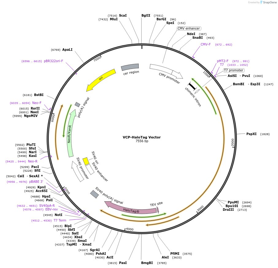 237005-plasmid-map-sequence-id-472452