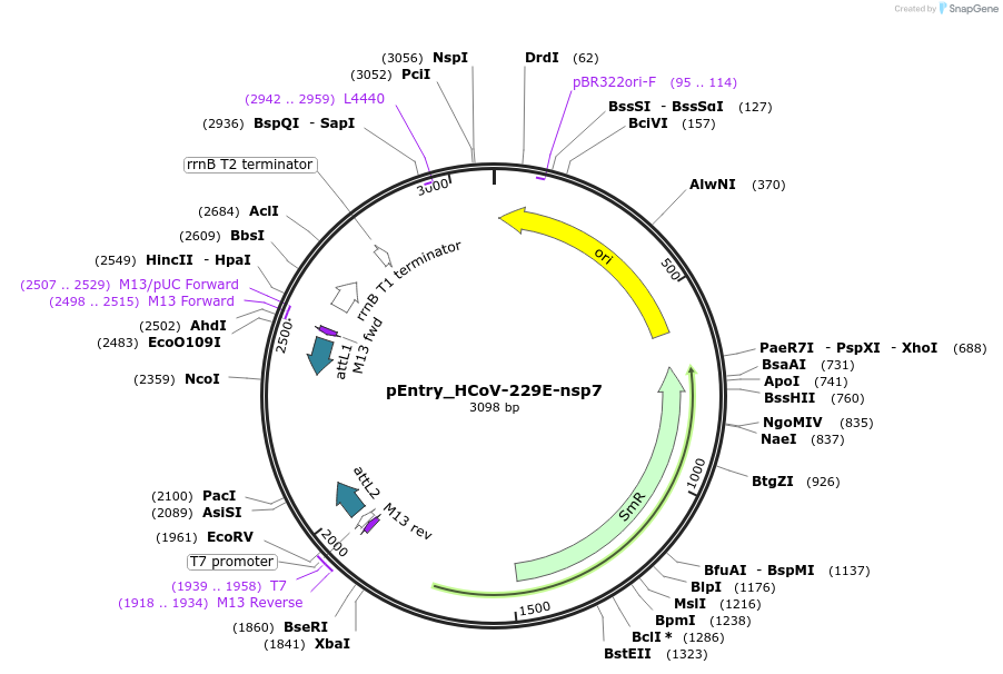 168956-plasmid-map-sequence-id-472453