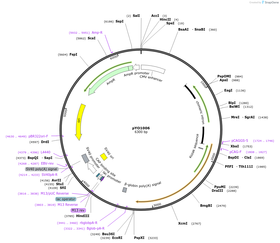 235724-plasmid-map-sequence-id-472454