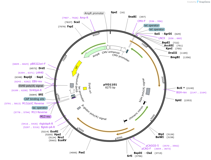 235708-plasmid-map-sequence-id-472456