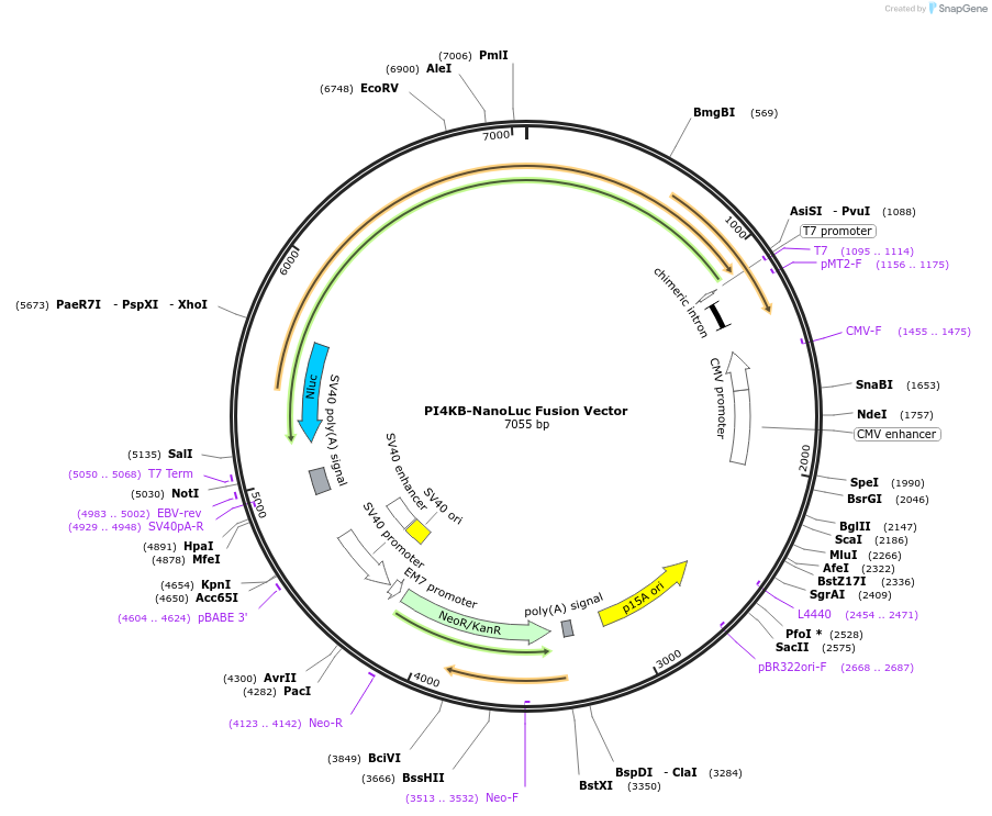 237197-plasmid-map-sequence-id-472459