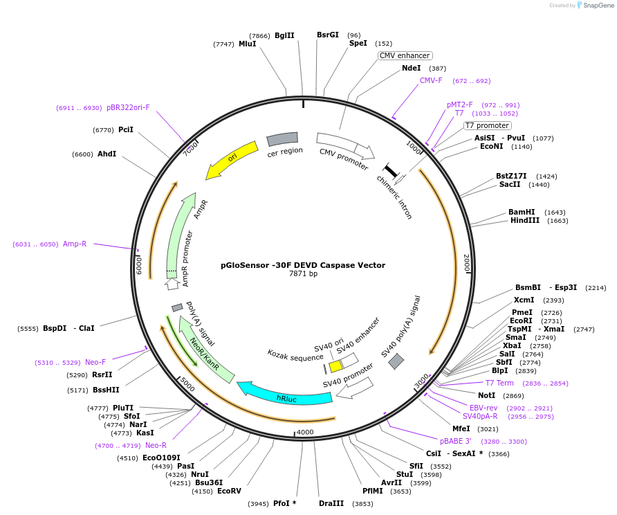 236880-plasmid-map-sequence-id-472460