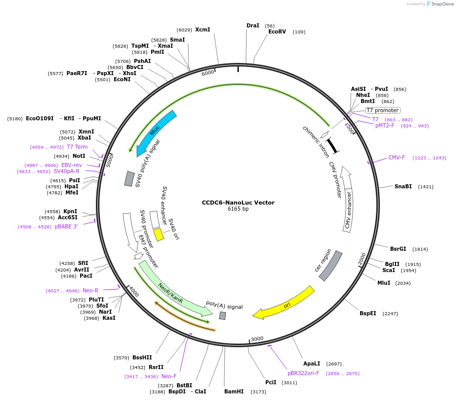 236992-plasmid-map-sequence-id-472462