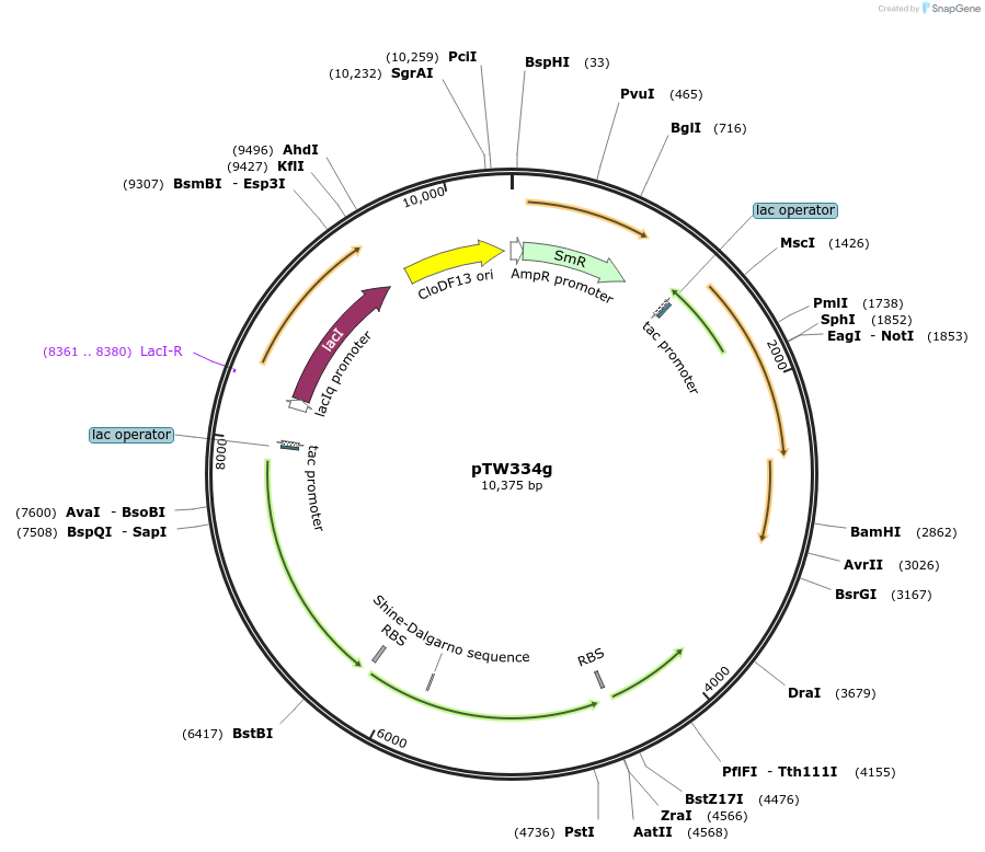 237317-plasmid-map-sequence-id-472464