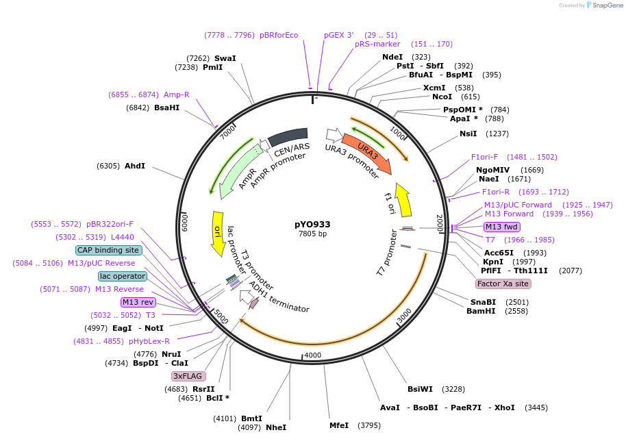 235765-plasmid-map-sequence-id-472468