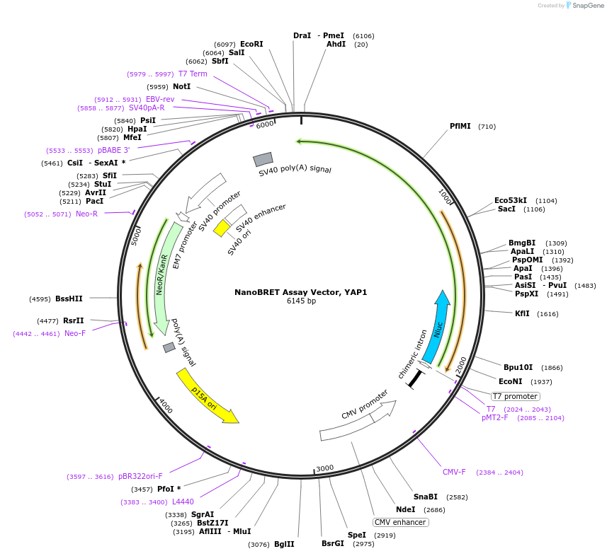 237023-plasmid-map-sequence-id-472470