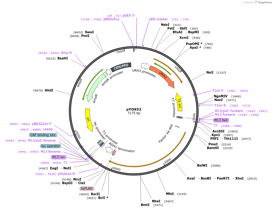 235764-plasmid-map-sequence-id-472472