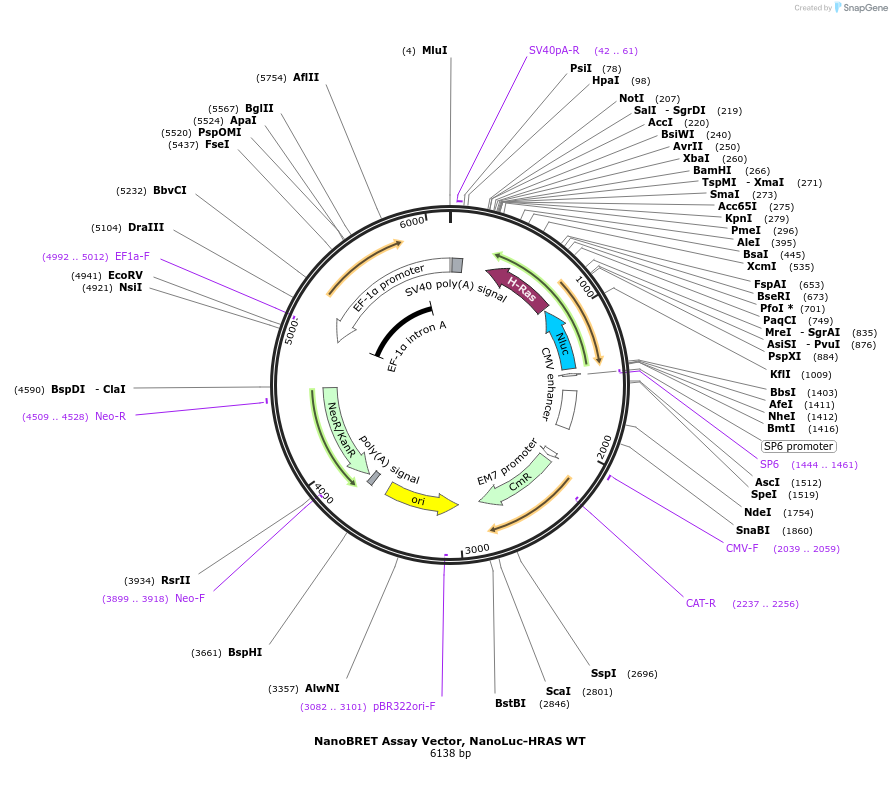 236866-plasmid-map-sequence-id-472476