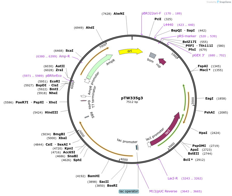 237325-plasmid-map-sequence-id-472480