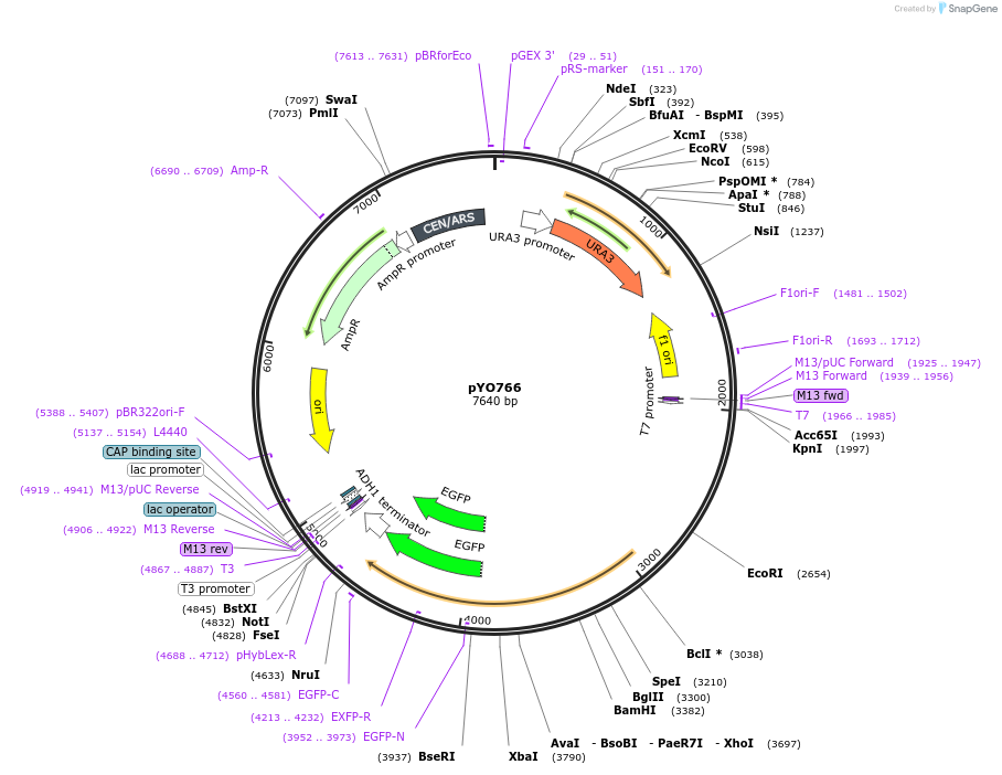 235763-plasmid-map-sequence-id-472483