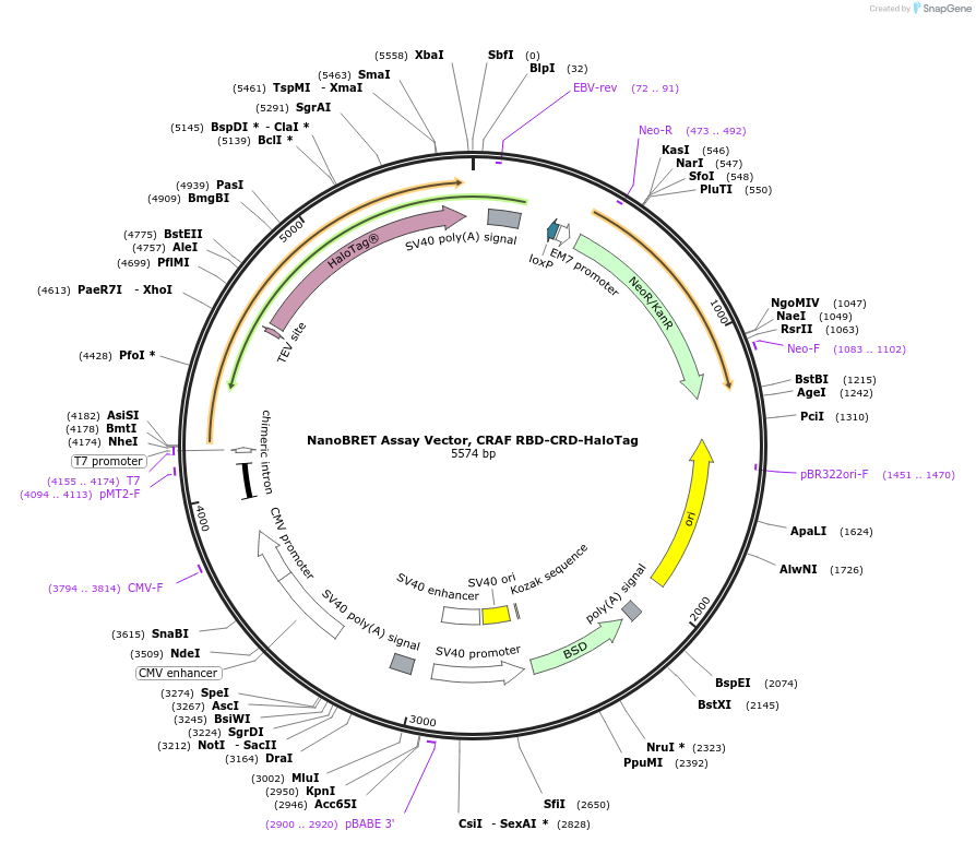 236873-plasmid-map-sequence-id-472485