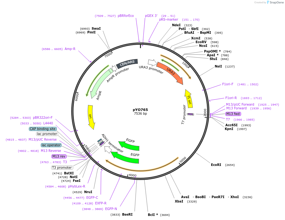 235762-plasmid-map-sequence-id-472487