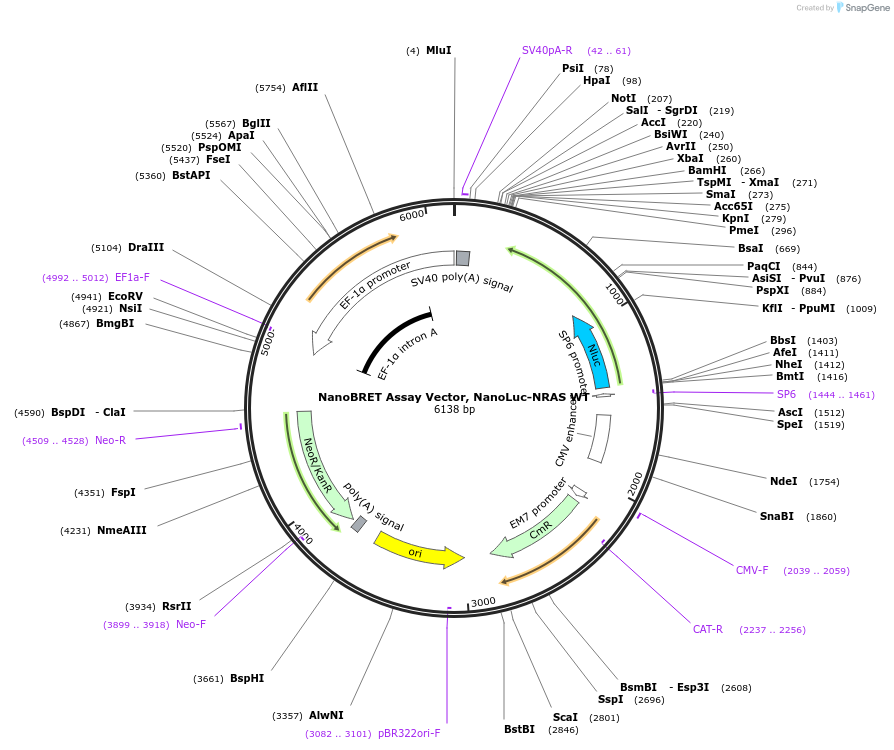 236875-plasmid-map-sequence-id-472488