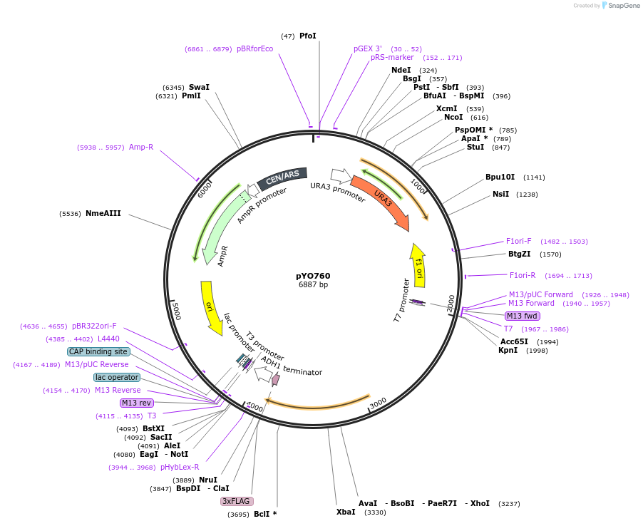 235759-plasmid-map-sequence-id-472491