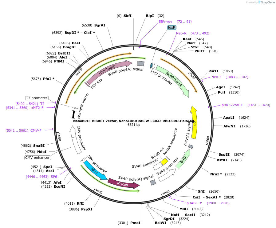236865-plasmid-map-sequence-id-472494