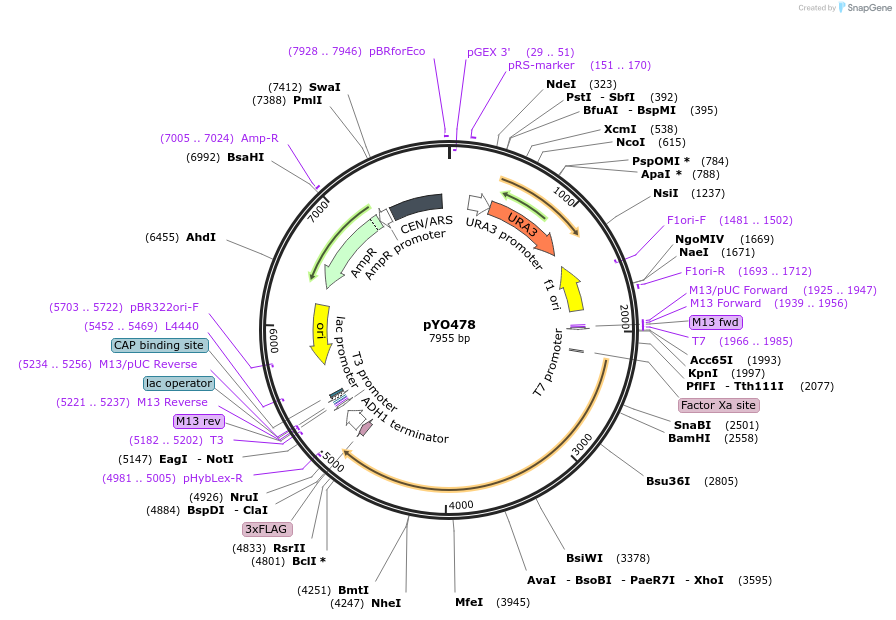 235757-plasmid-map-sequence-id-472498
