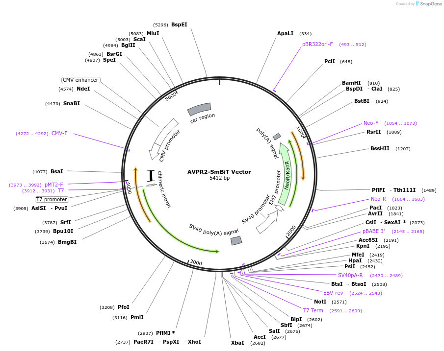 236800-plasmid-map-sequence-id-472506