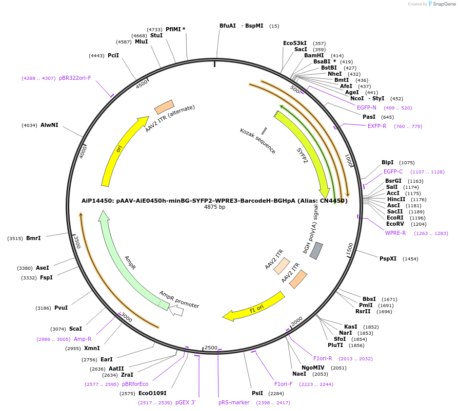 236589-plasmid-map-sequence-id-472509