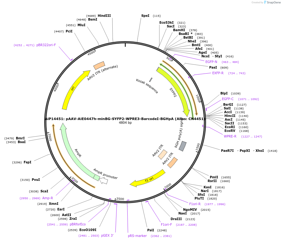 236590-plasmid-map-sequence-id-472510