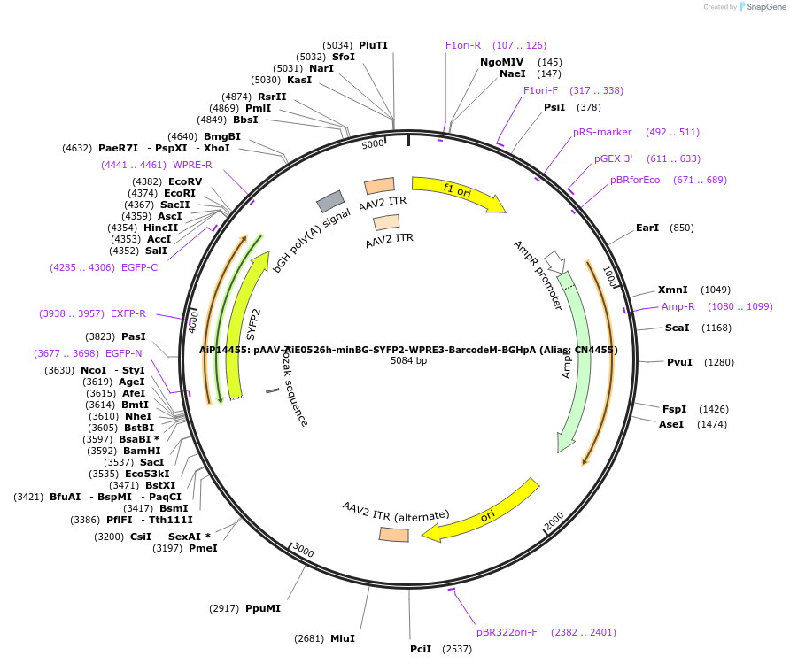 236594-plasmid-map-sequence-id-472512