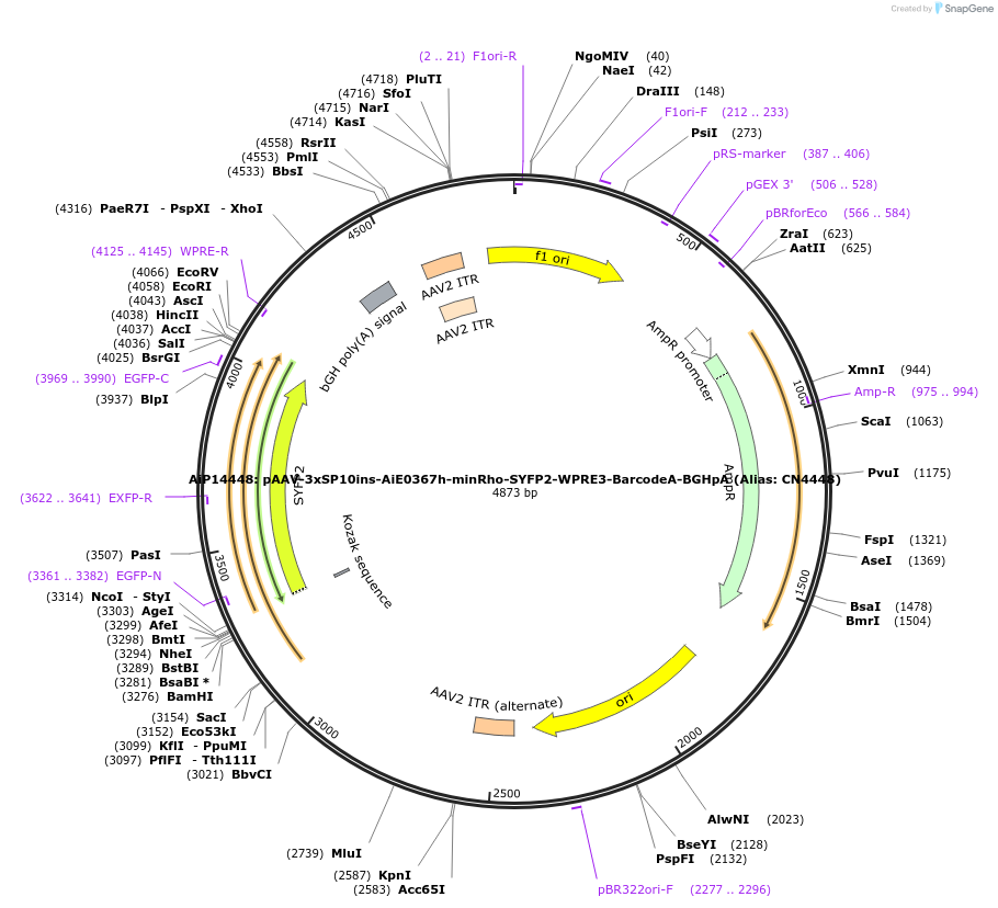 236587-plasmid-map-sequence-id-472516