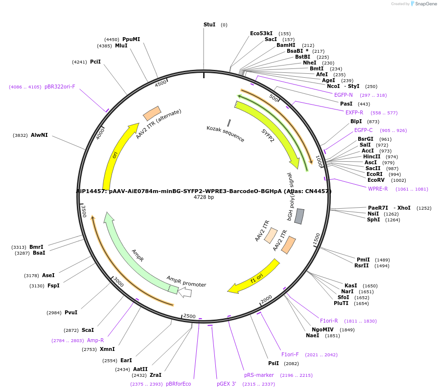 236596-plasmid-map-sequence-id-472518