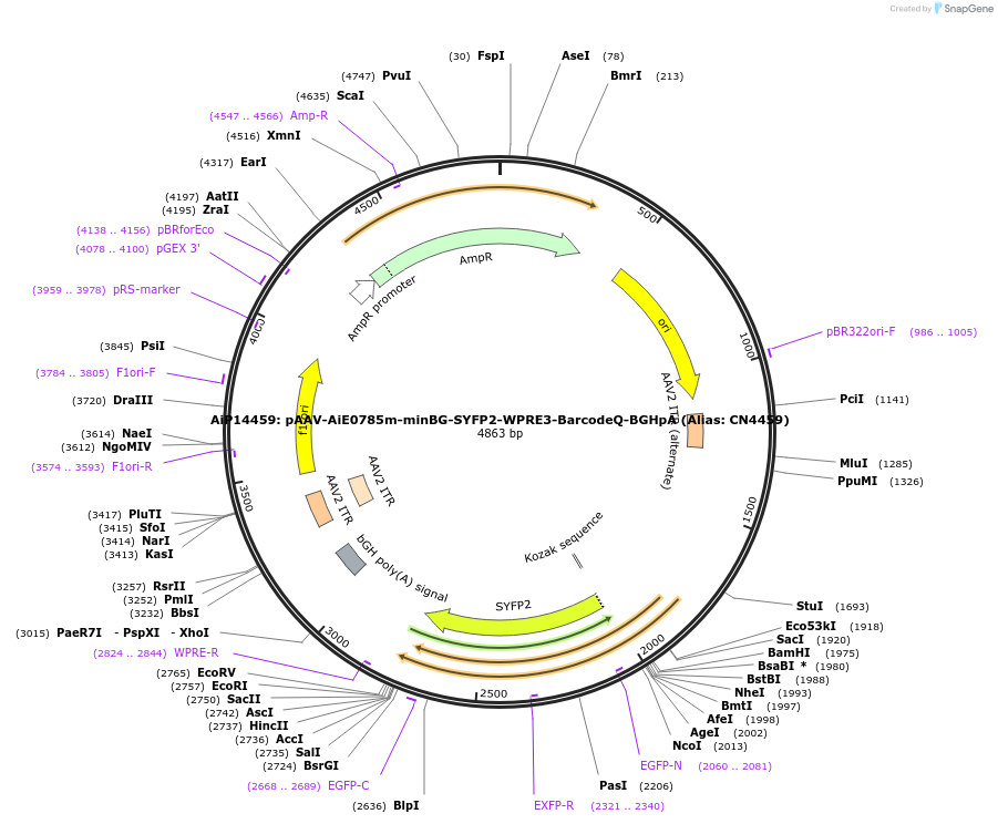 236598-plasmid-map-sequence-id-472519
