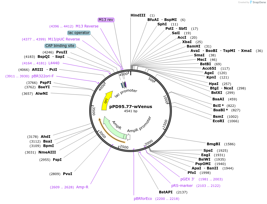 37465-plasmid-map-sequence-id-47253