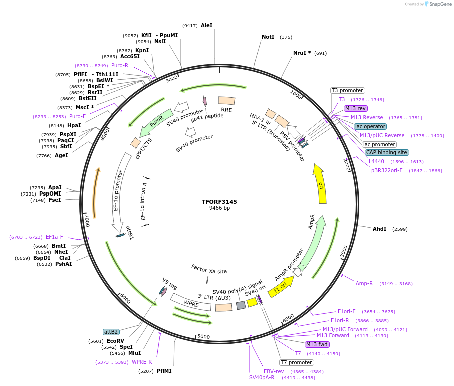 144609-plasmid-map-sequence-id-472606