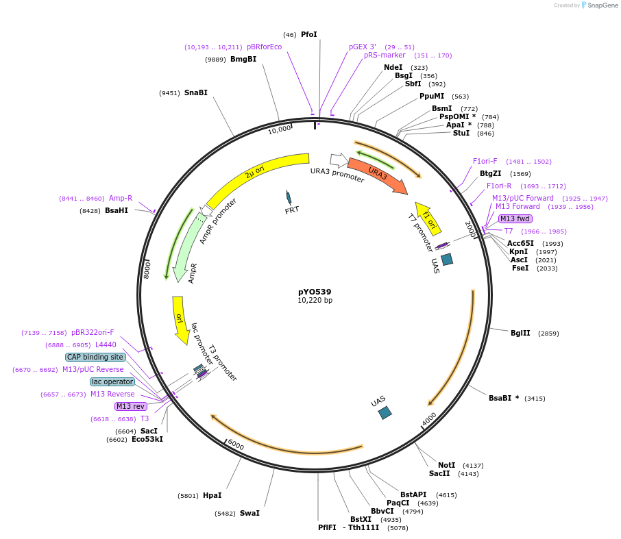 235752-plasmid-map-sequence-id-472623