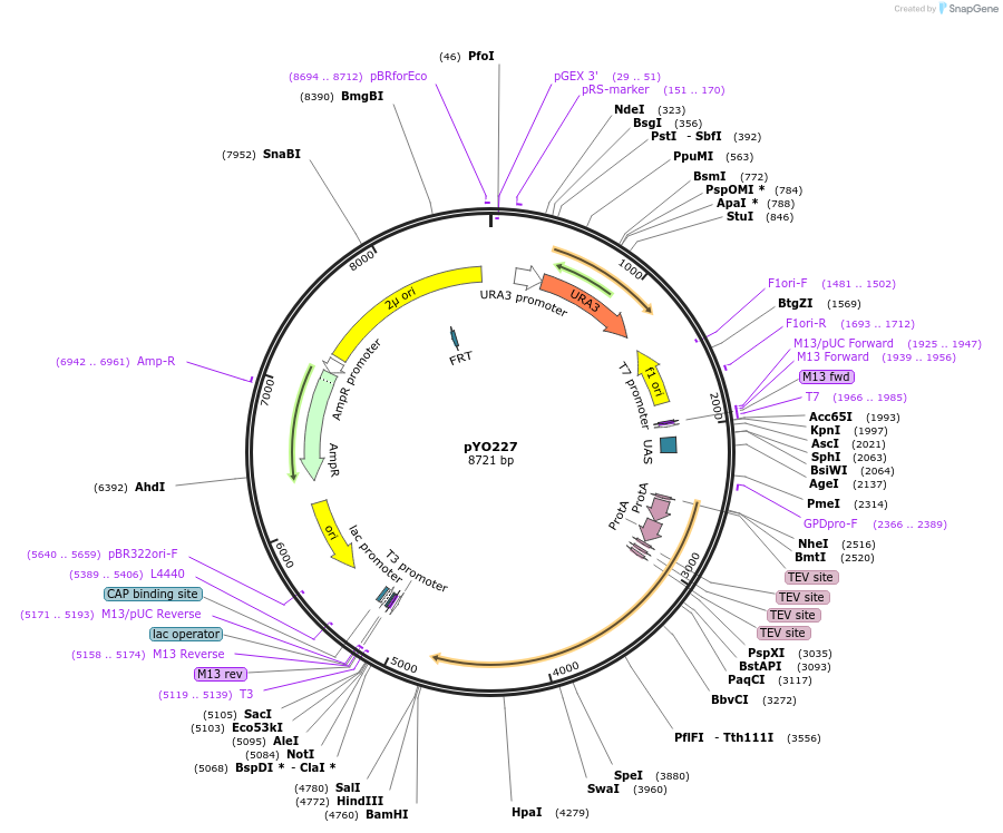235749-plasmid-map-sequence-id-472626