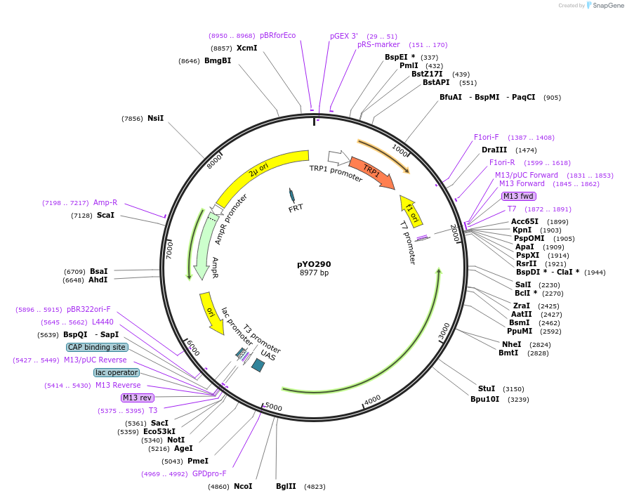 235731-plasmid-map-sequence-id-472631