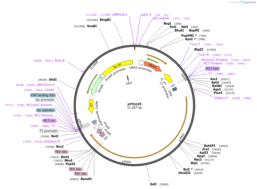 235729-plasmid-map-sequence-id-472632