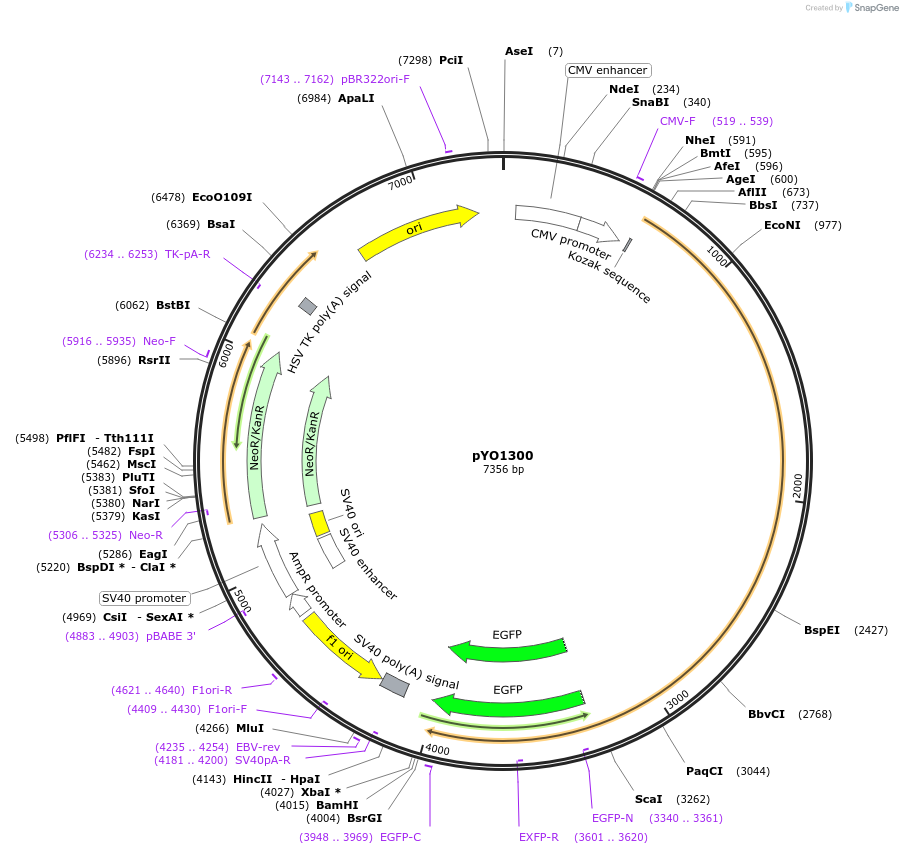 235741-plasmid-map-sequence-id-472633